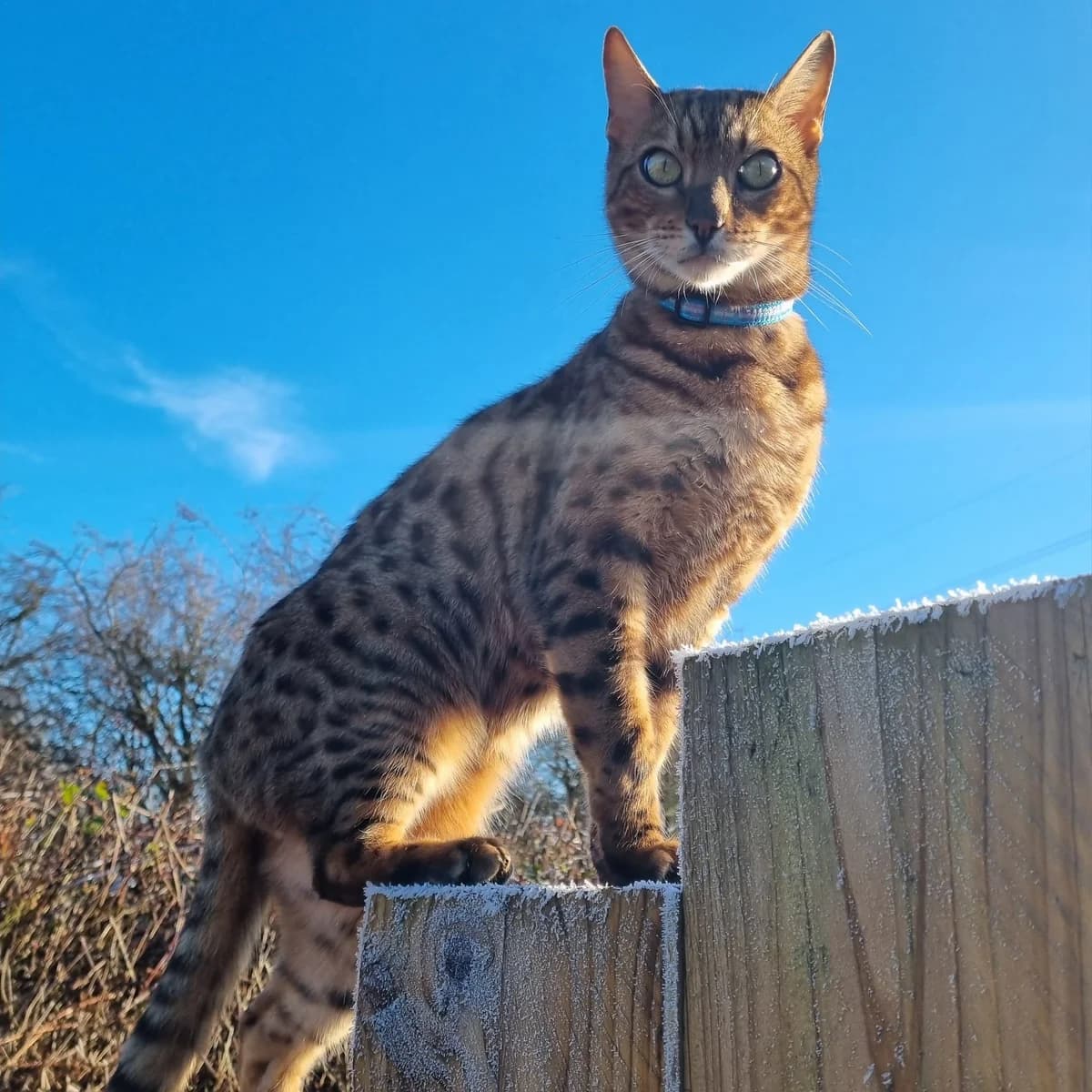 Sully, male Bengal for adoption at Rain Rescue