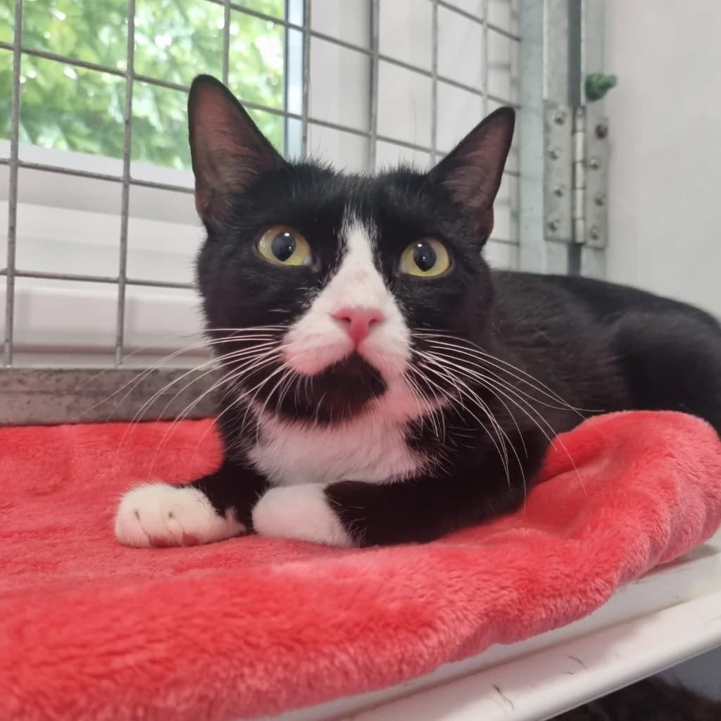 Sweetie, female Mixed Breed Cat for adoption at Rain Rescue