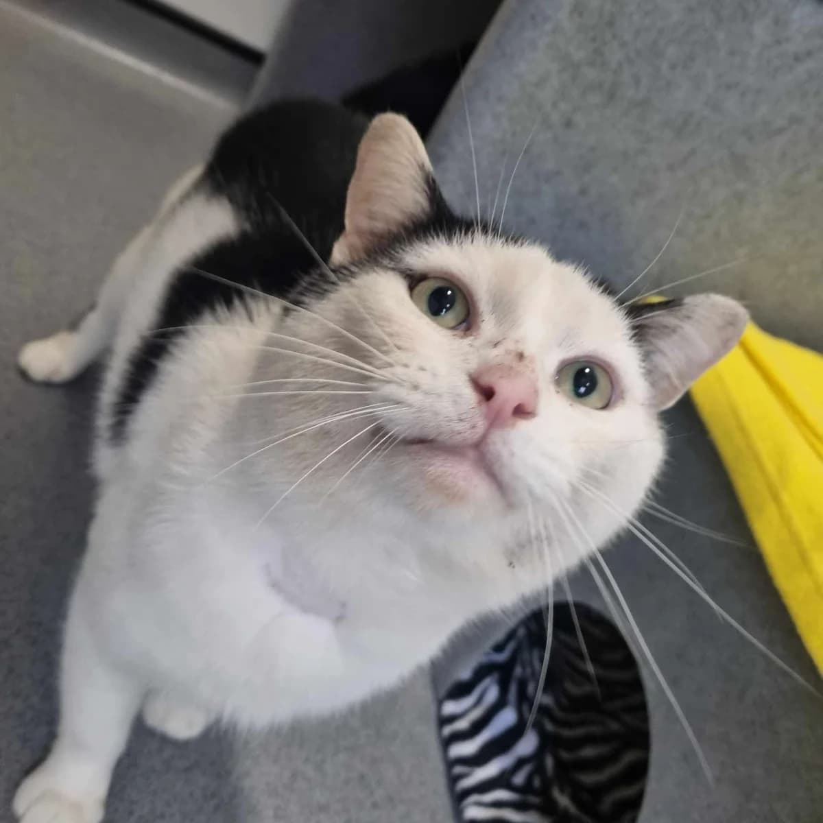 Patrick, male Mixed Breed Cat for adoption at Rain Rescue