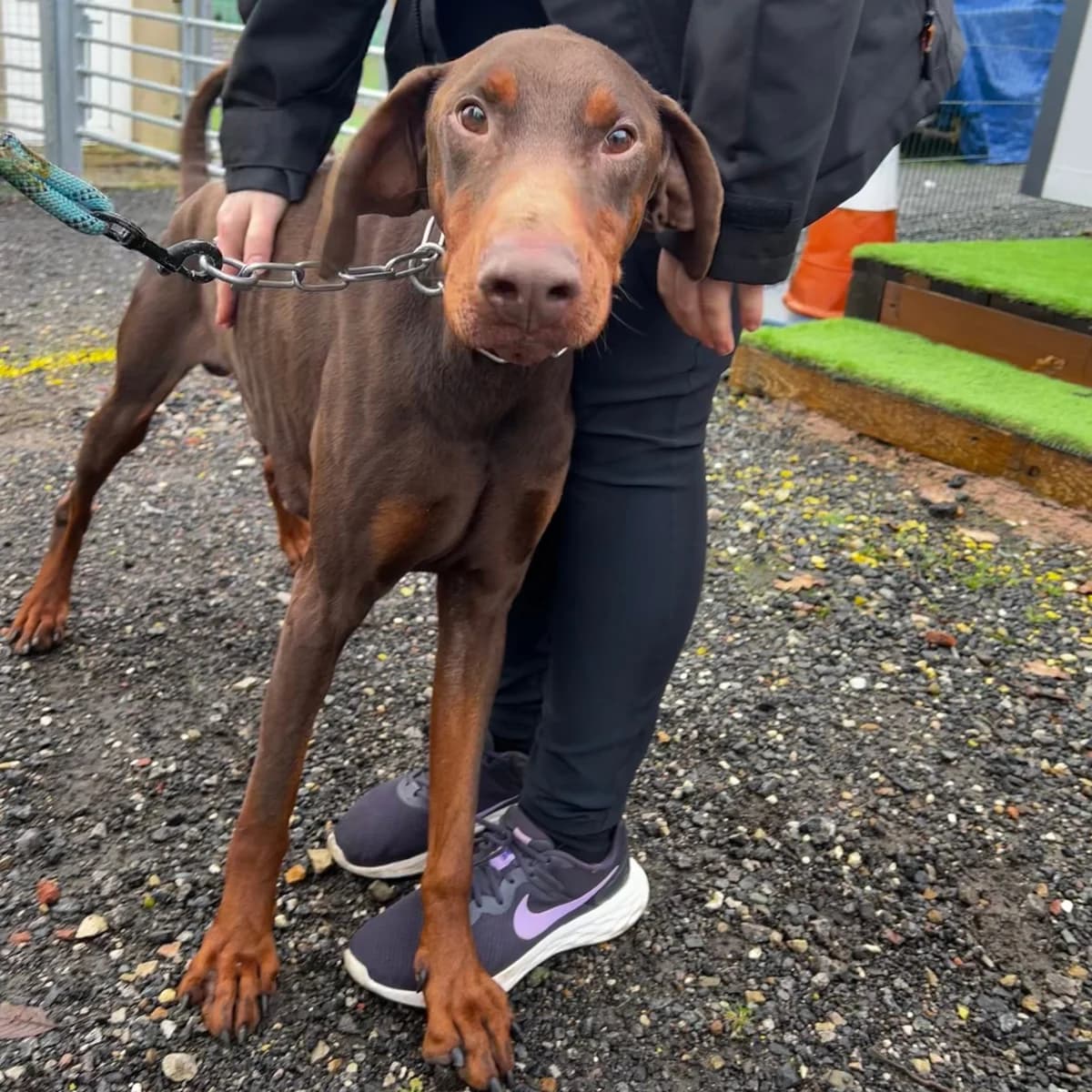 Anton – 4 Year Old Doberman, male Doberman for adoption at Rain Rescue