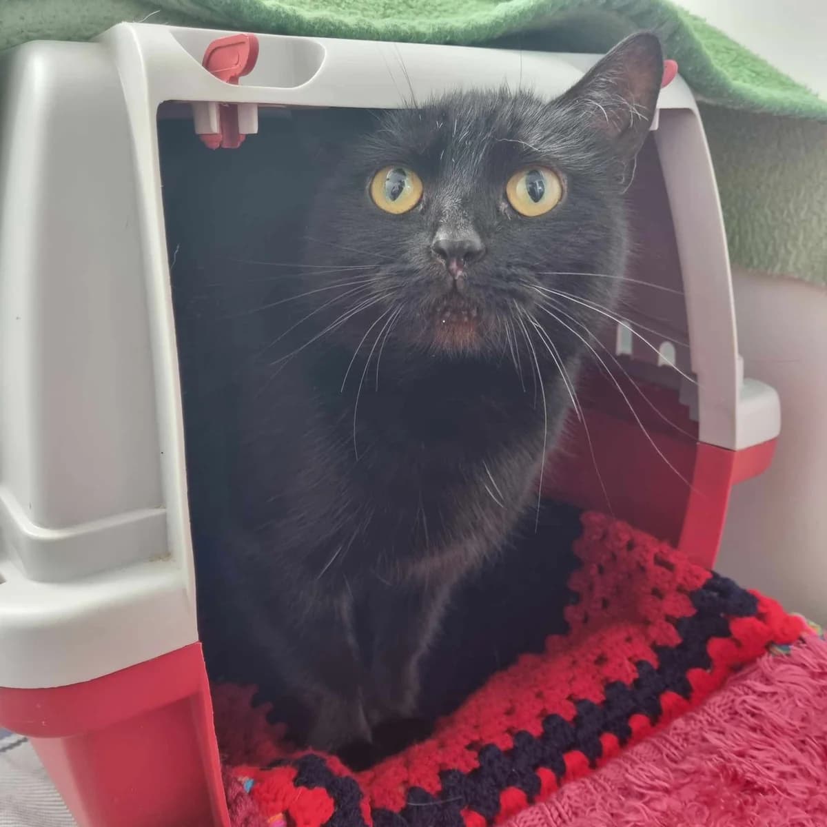 Zara – 5 Yr Old Female, female British Shorthair for adoption at Rain Rescue