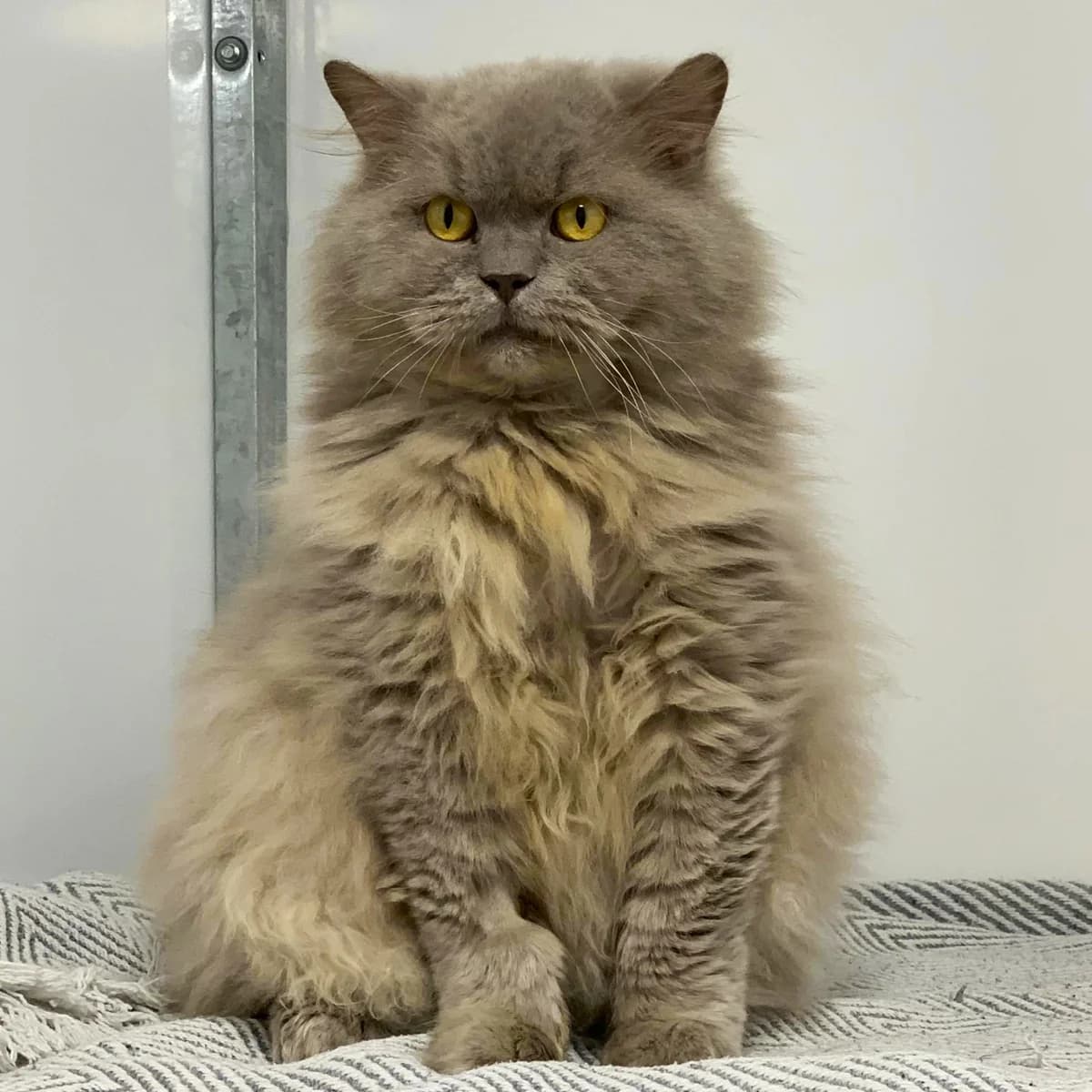 Mufasa,  (Rain Rescue)