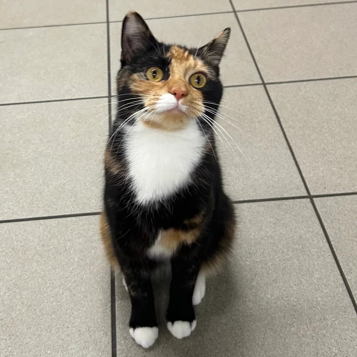 Olive – 1 Year Old Female, Mixed Breed Cat (Rain Rescue)