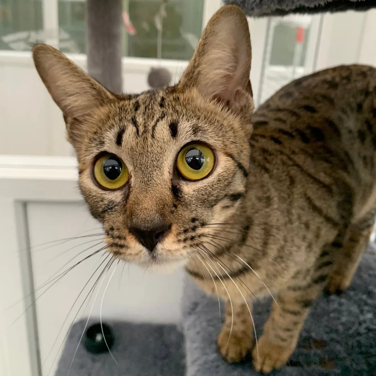Opal – 2 Year Old Female,  (Rain Rescue)
