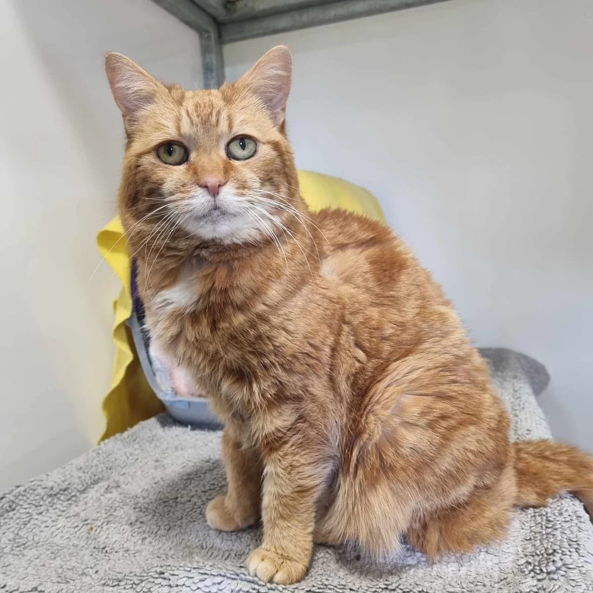 Ginger – 15 Year Old Female, Mixed Breed Cat (Rain Rescue)