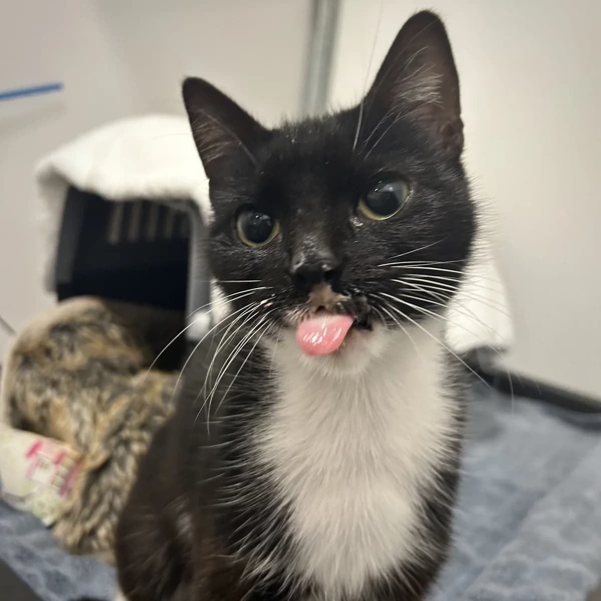 Milly – 2 Year Old Female, Mixed Breed Cat (Rain Rescue)