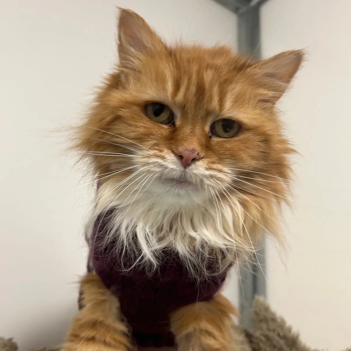 Fudge – 15 Year Old Female, Mixed Breed Cat (Rain Rescue)