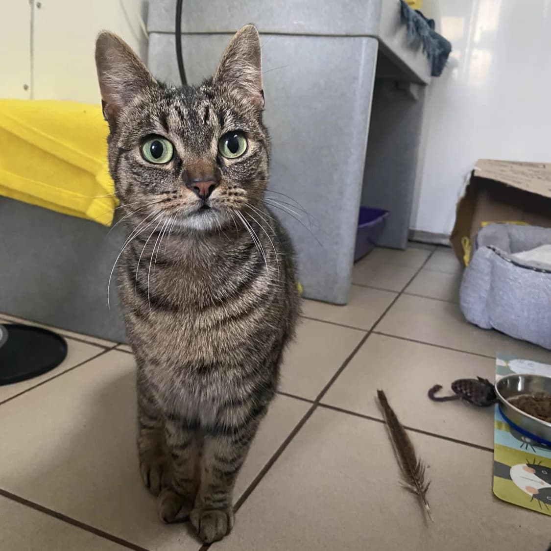 Daisy – 4 Year Old Female, Mixed Breed Cat (Rain Rescue)