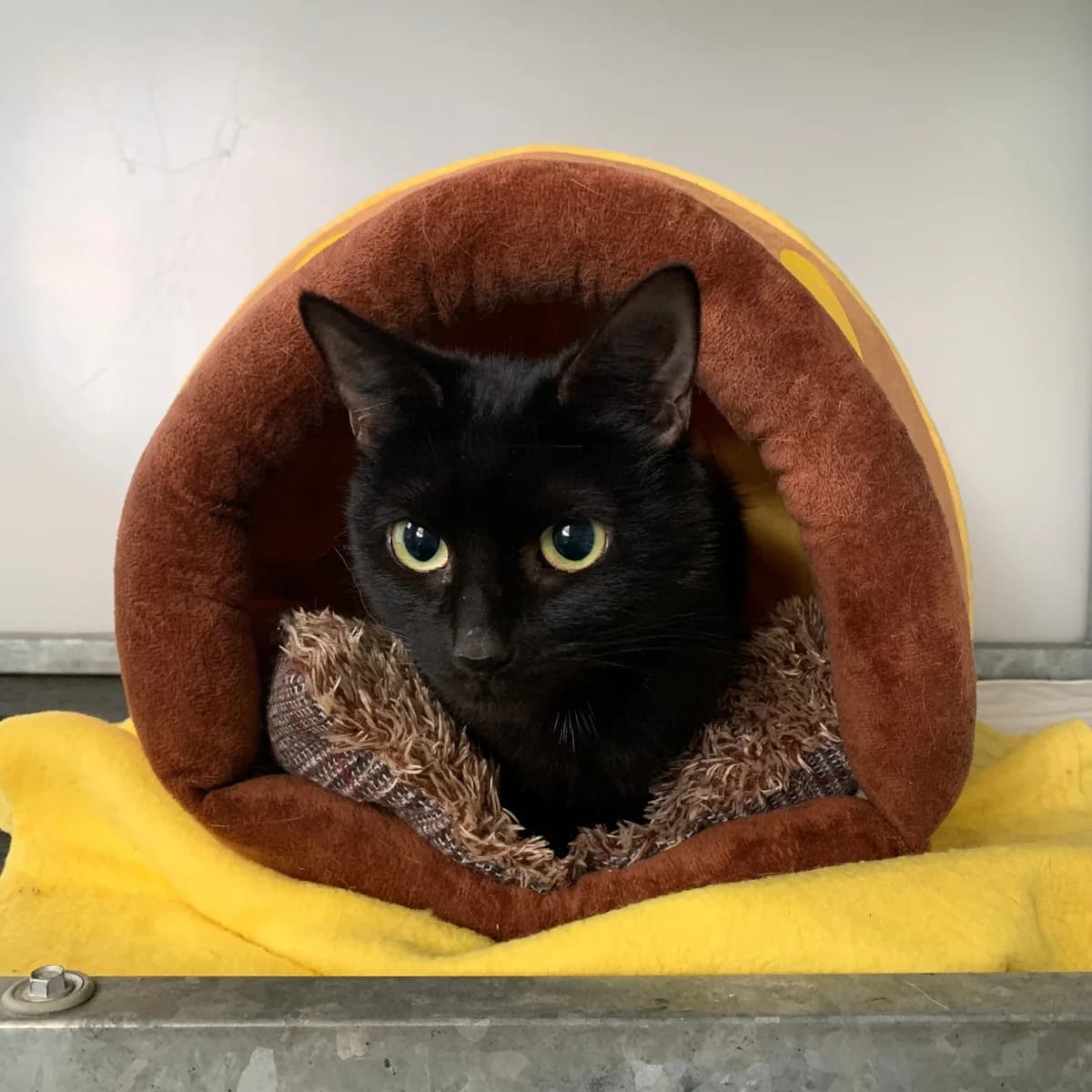 Shadow – 2 Year Old Female, Mixed Breed Cat (Rain Rescue)