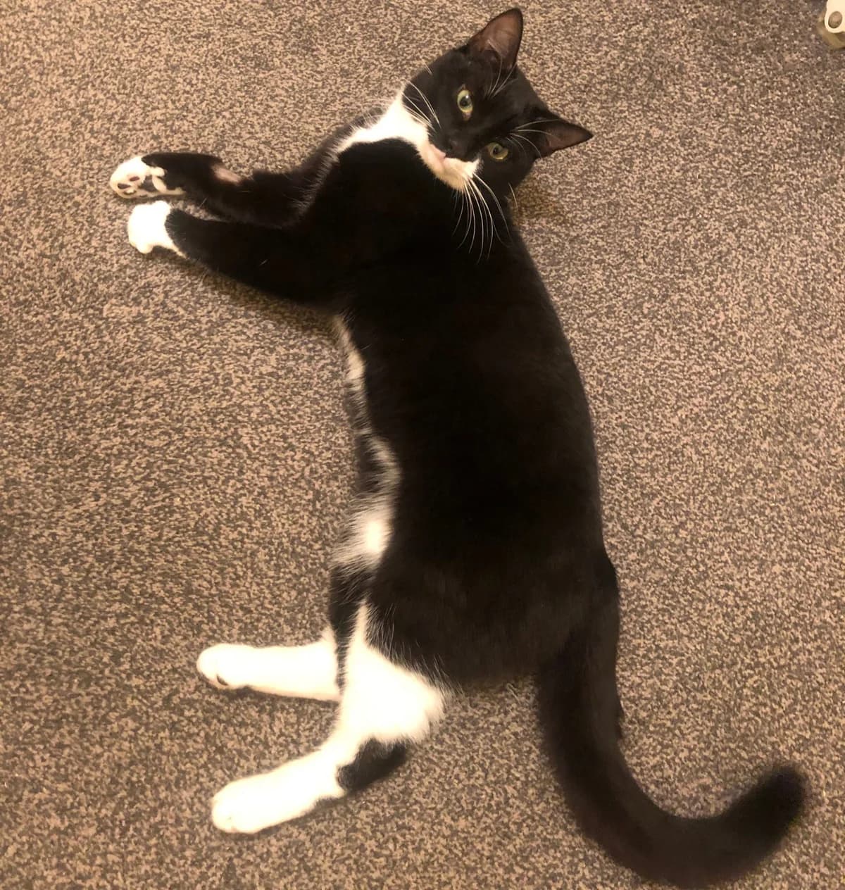 Icy – 1 Year Old Male, male Mixed Breed Cat for adoption at Rain Rescue