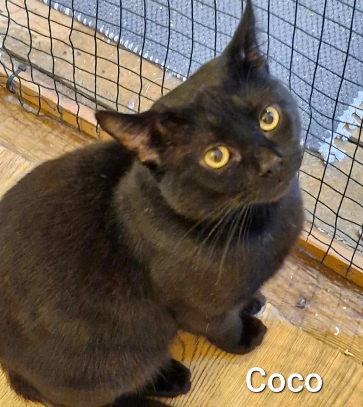 Coco – 3 Year Old Male, Mixed Breed Cat (Rain Rescue)