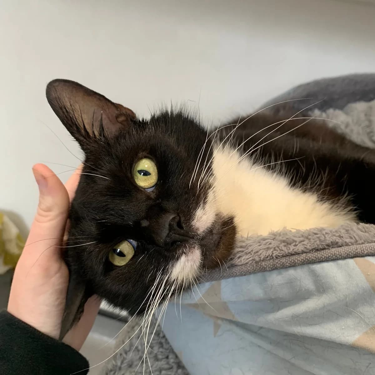 Jasper – 5 Year Old Male, male Mixed Breed Cat for adoption at Rain Rescue