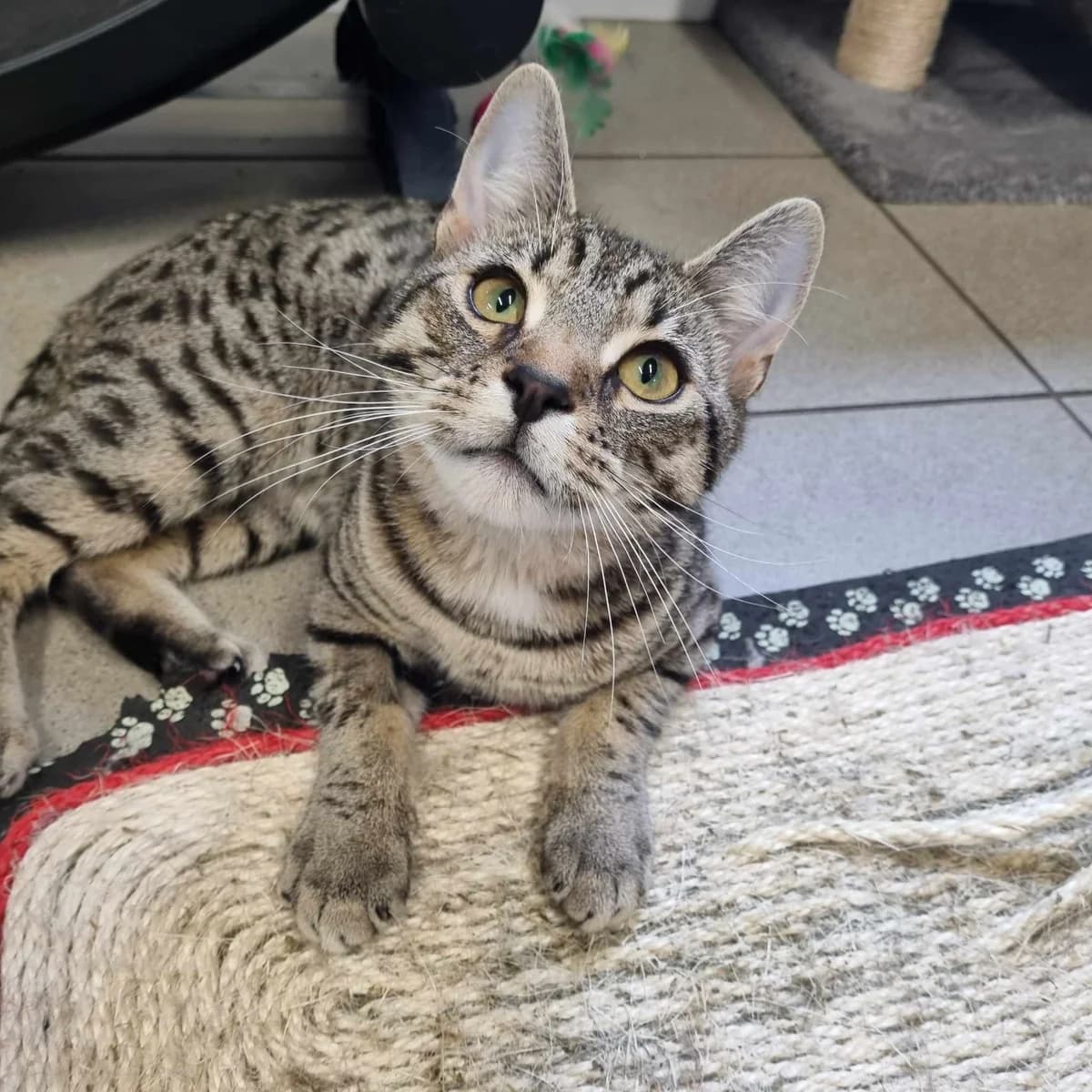 Odie – 6 Month Old Male, male puppy Mixed Breed Cat for adoption at Rain Rescue