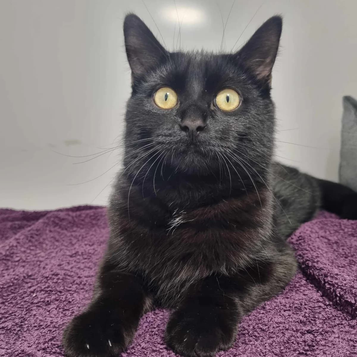 Finn – 6 Month Old Male, male Mixed Breed Cat for adoption at Rain Rescue