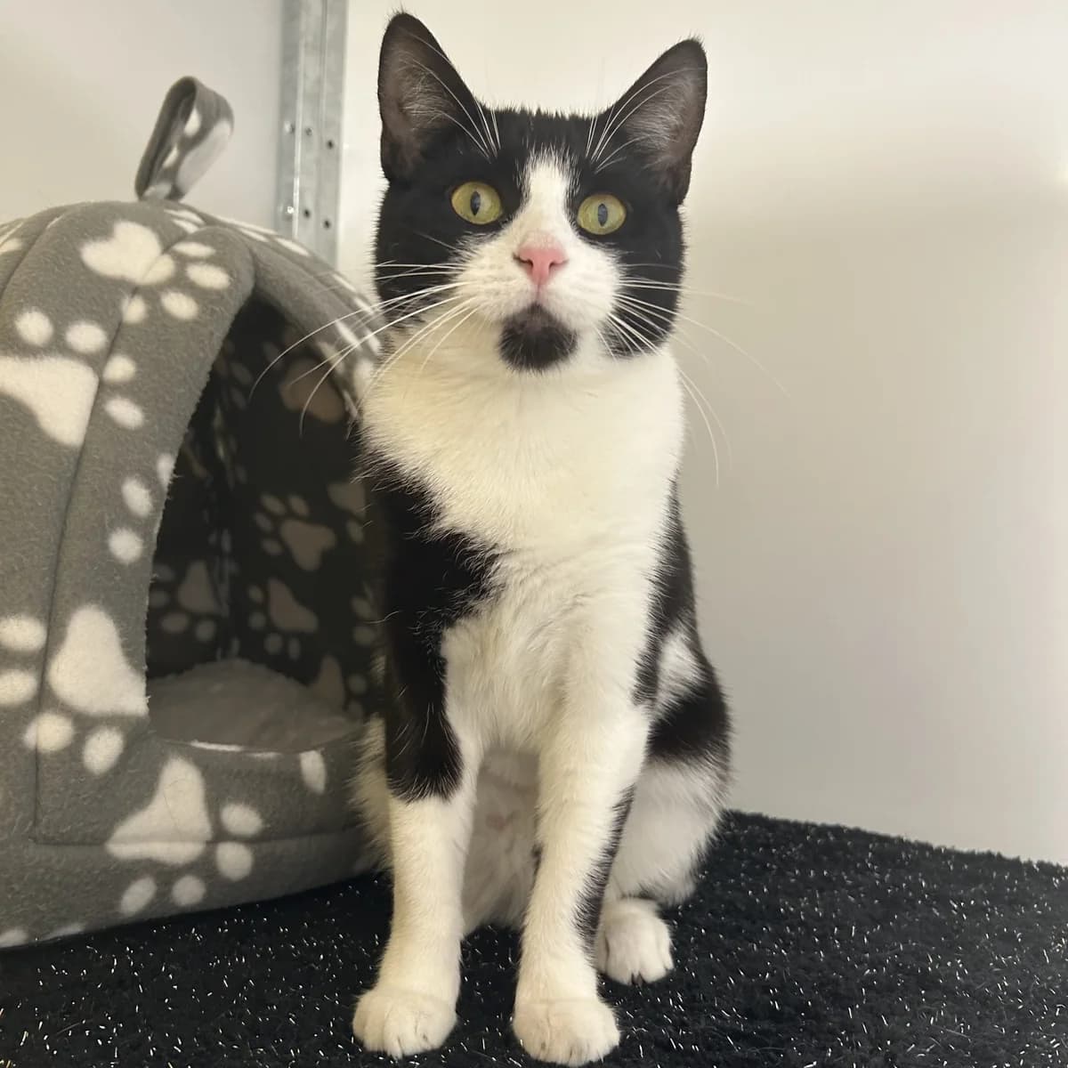 Dumpling – 3 Year Old Female, Mixed Breed Cat (Rain Rescue)