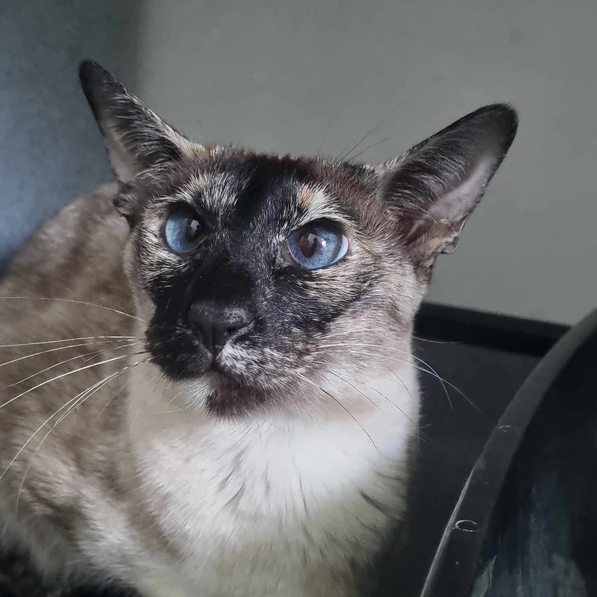 Skylar – 5 Year Old Female, female Siamese for adoption at Rain Rescue