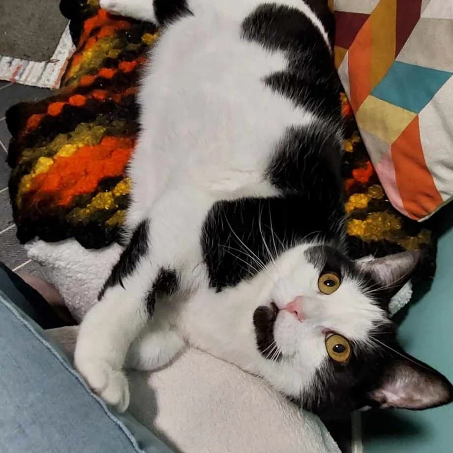 Bruce – 7 Year Old Male, Mixed Breed Cat (Rain Rescue)
