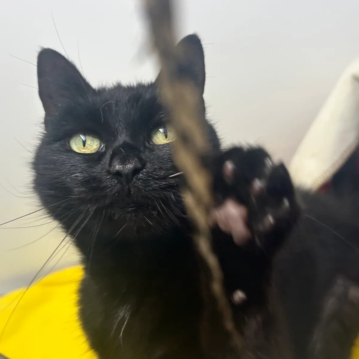 Sooty – 12 Year Old Female, female Mixed Breed Cat for adoption at Rain Rescue