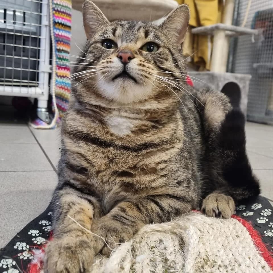 Dave – 3 Year Old Male, Mixed Breed Cat (Rain Rescue)