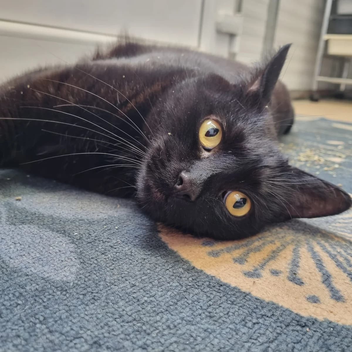 Tango – 8 Year Old Male, Mixed Breed Cat (Rain Rescue)