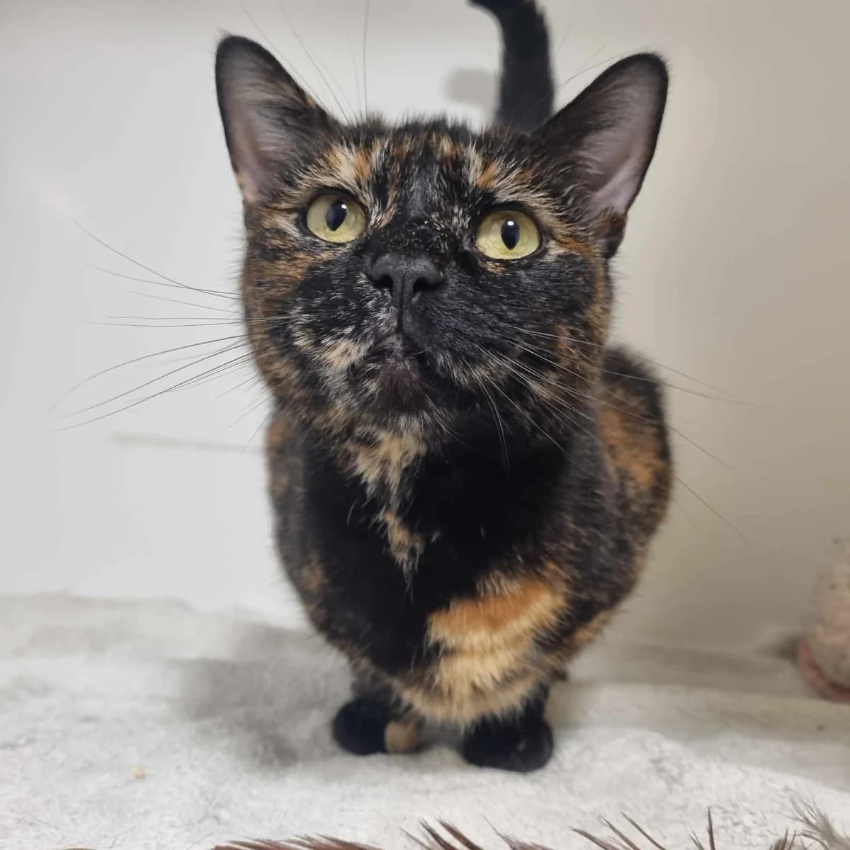 Bella- 8 Year old Female, Mixed Breed Cat (Rain Rescue)