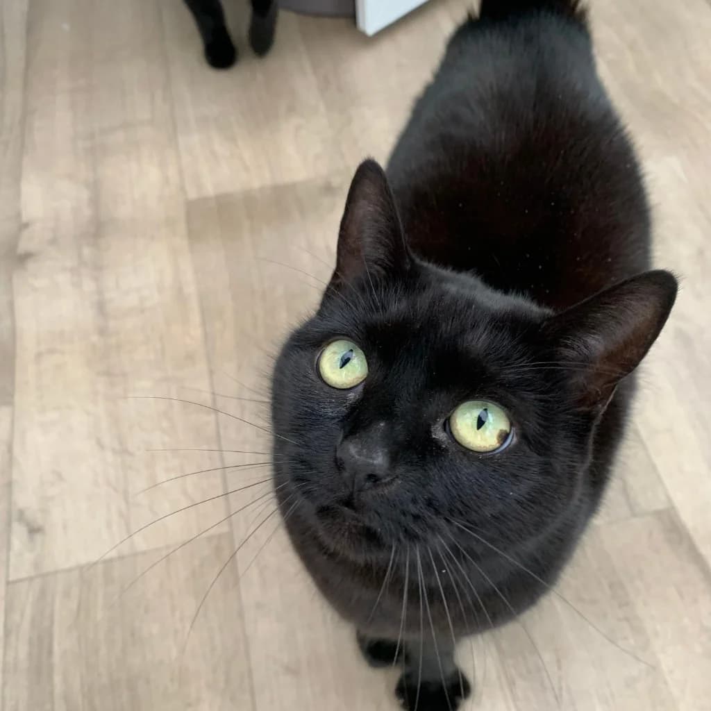 Sharon- 7 Year Old Female, Mixed Breed Cat (Rain Rescue)