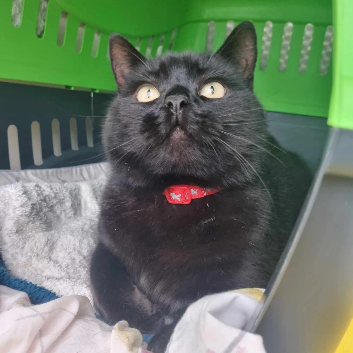 Ozzy- 7 Year Old Male, male 7yo Mixed Breed Cat for adoption at Rain Rescue
