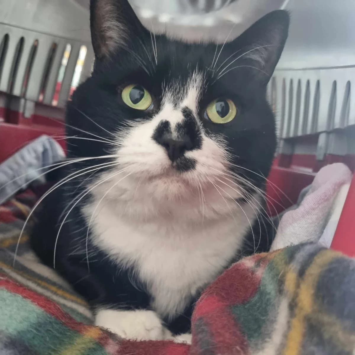 Minnie- 7 Year Old Female, Mixed Breed Cat (Rain Rescue)