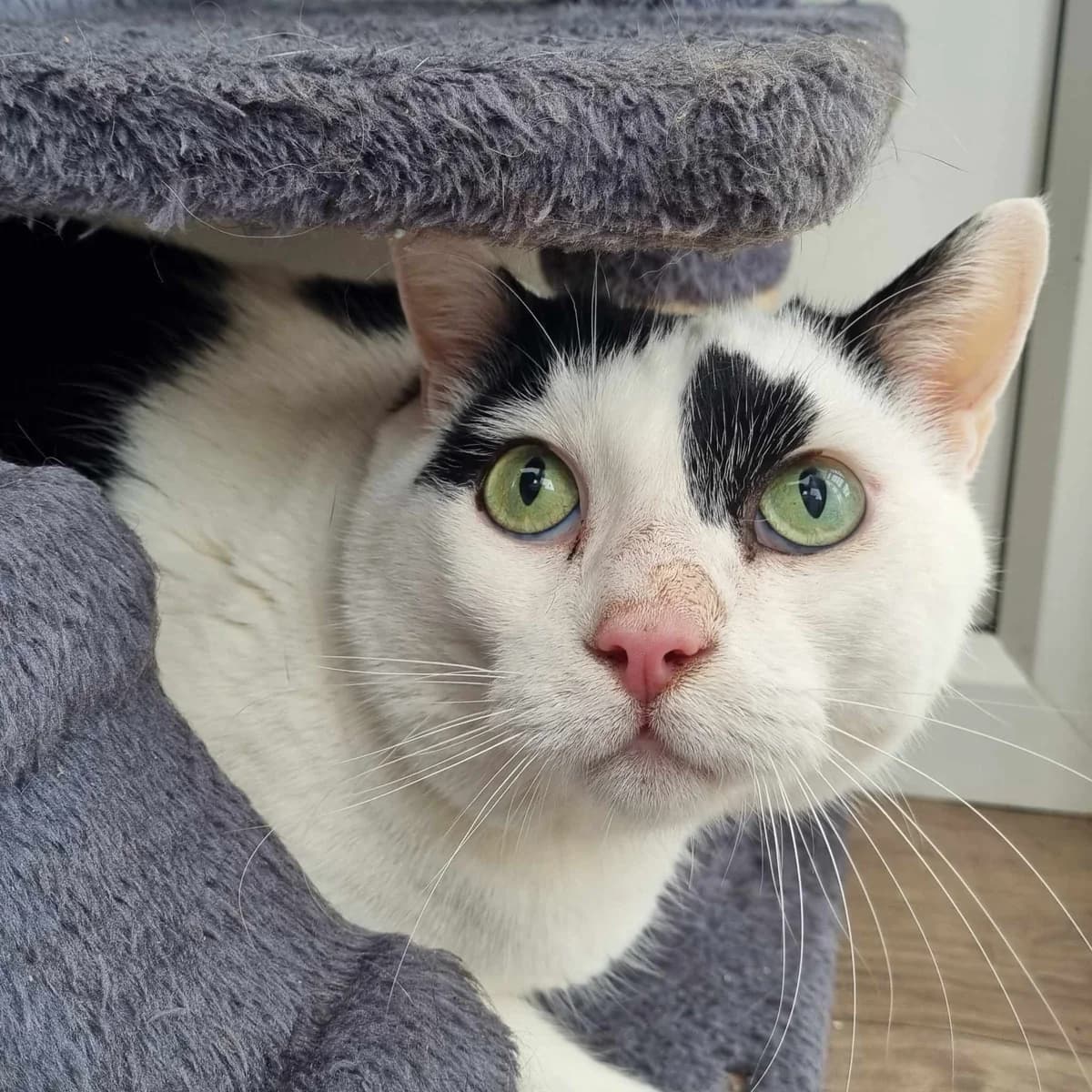 Winnie- 7 Year Old Male, male 7yo Mixed Breed Cat for adoption at Rain Rescue