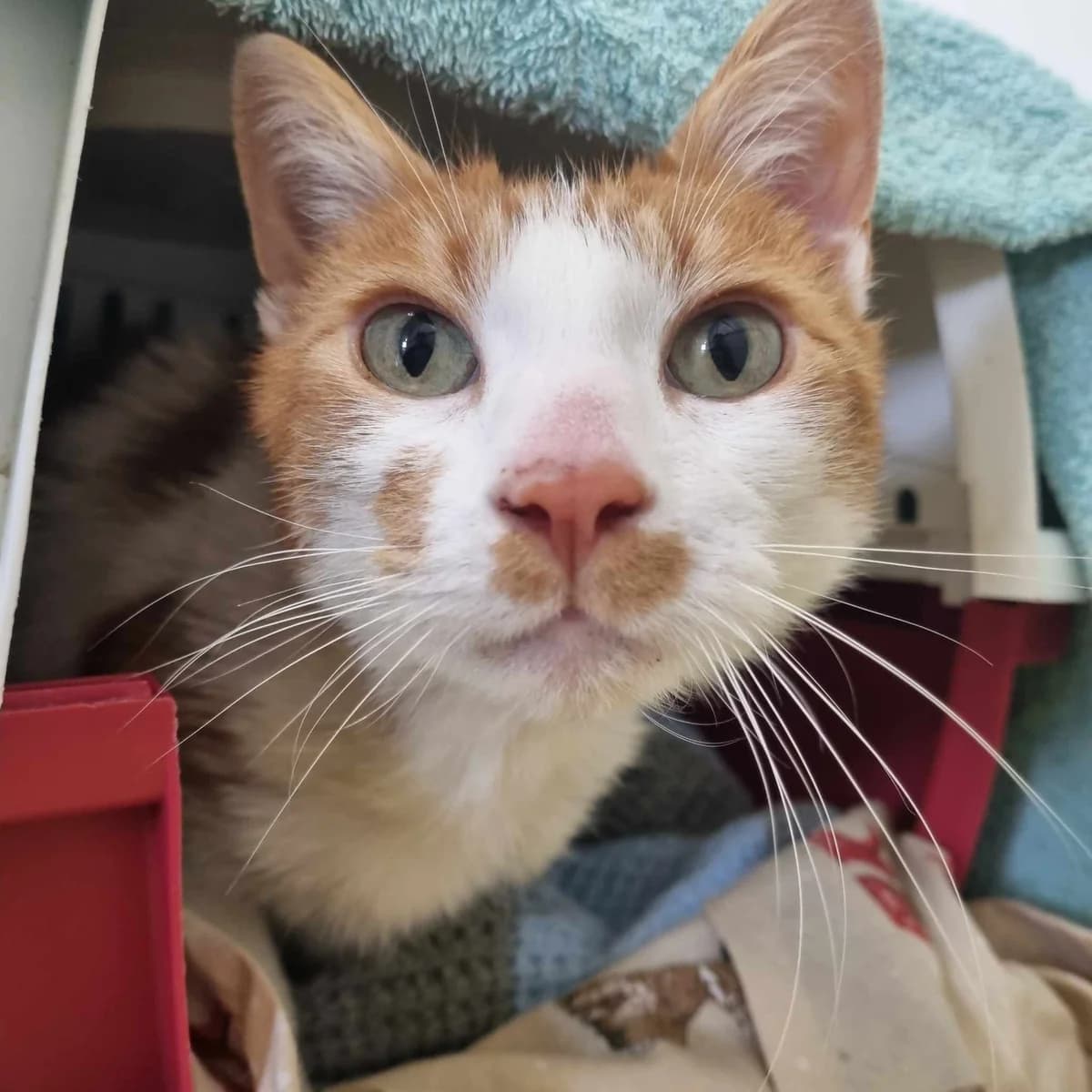 Lionel- 5 Year Old Male, male Mixed Breed Cat for adoption at Rain Rescue