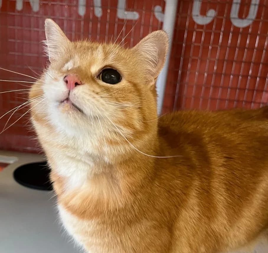Candy – 15 Year Old Female, Mixed Breed Cat (Rain Rescue)