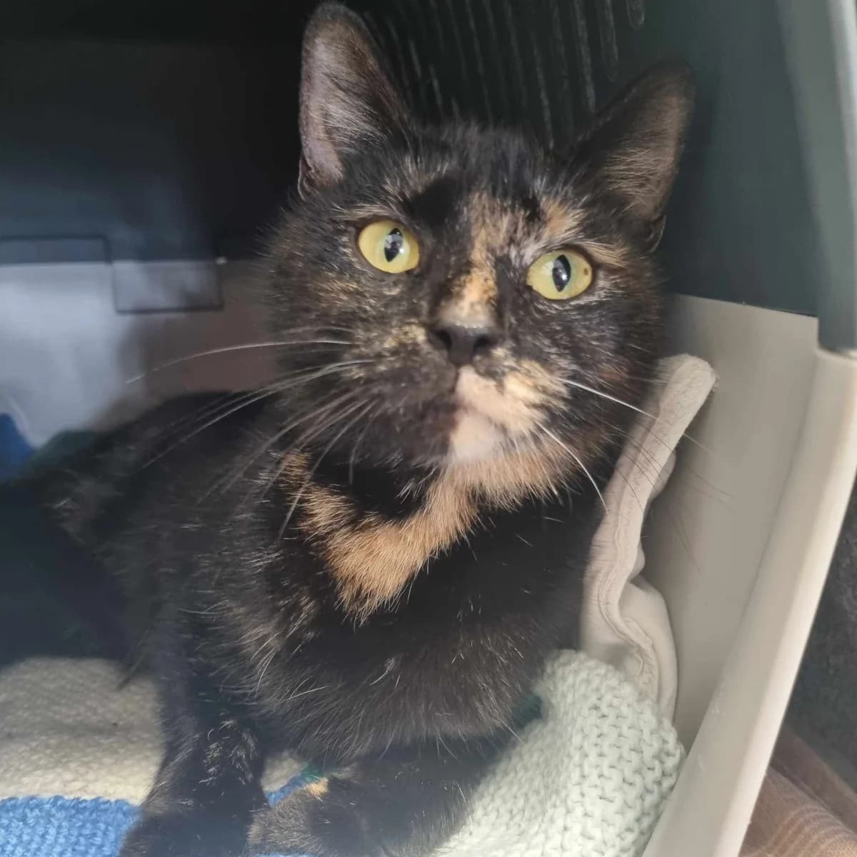 Jasmine- 2 Year Old Female, Mixed Breed Cat (Rain Rescue)