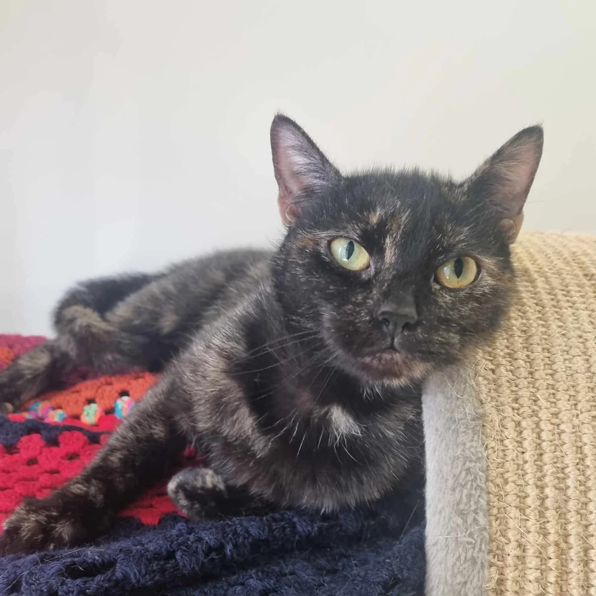 Mulan- 2 Year Old Female, Mixed Breed Cat (Rain Rescue)
