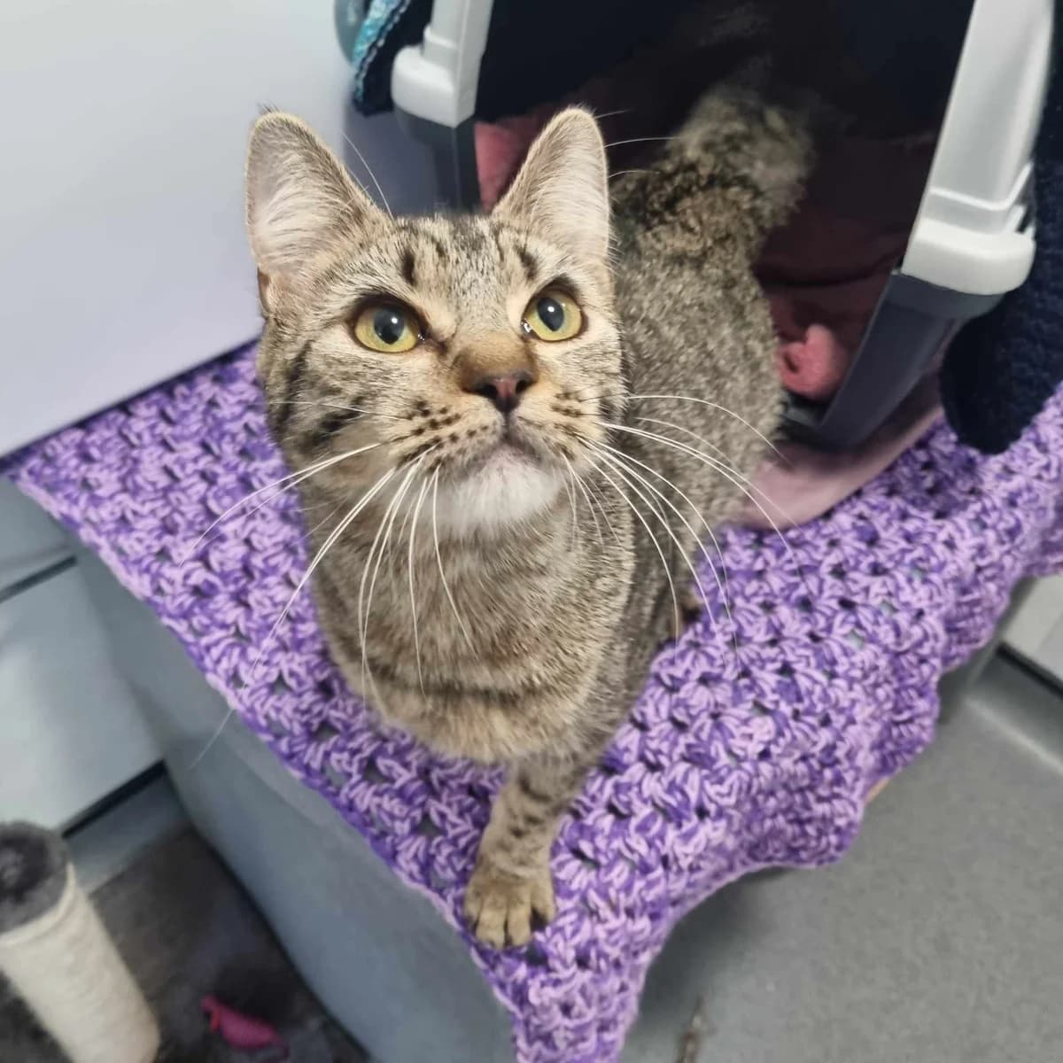 Nutmeg- 7 Month Old Female, Mixed Breed Cat (Rain Rescue)