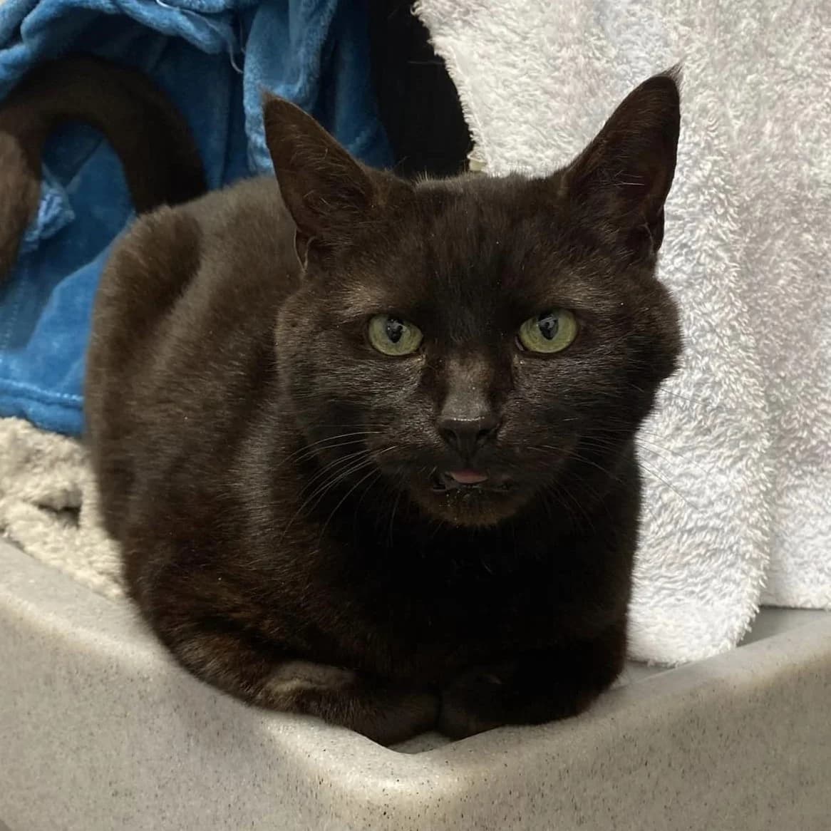 Quinn – 8 Year Old Male, male Mixed Breed Cat for adoption at Rain Rescue