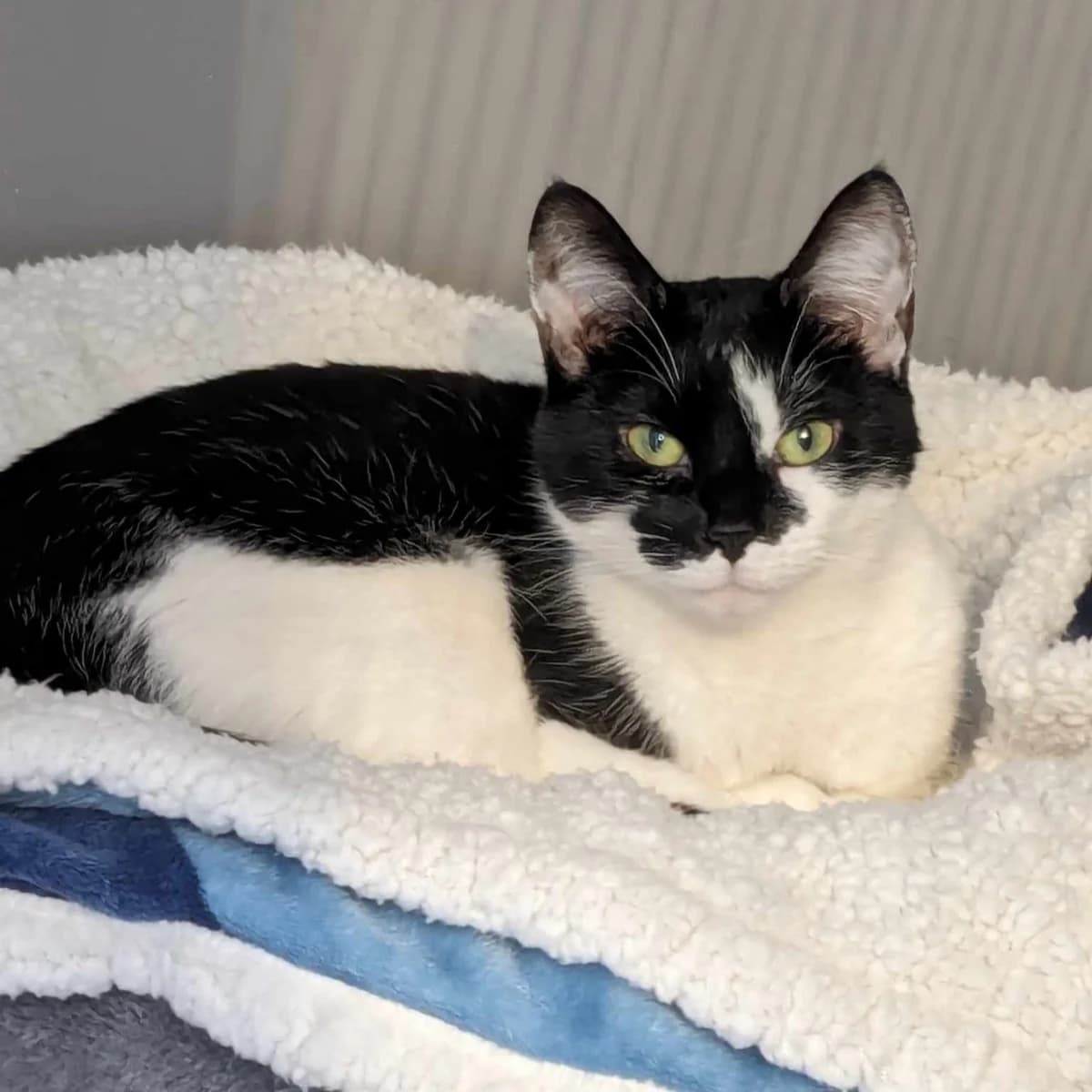 Luna – 3 Year Old Female, female Mixed Breed Cat for adoption at Rain Rescue