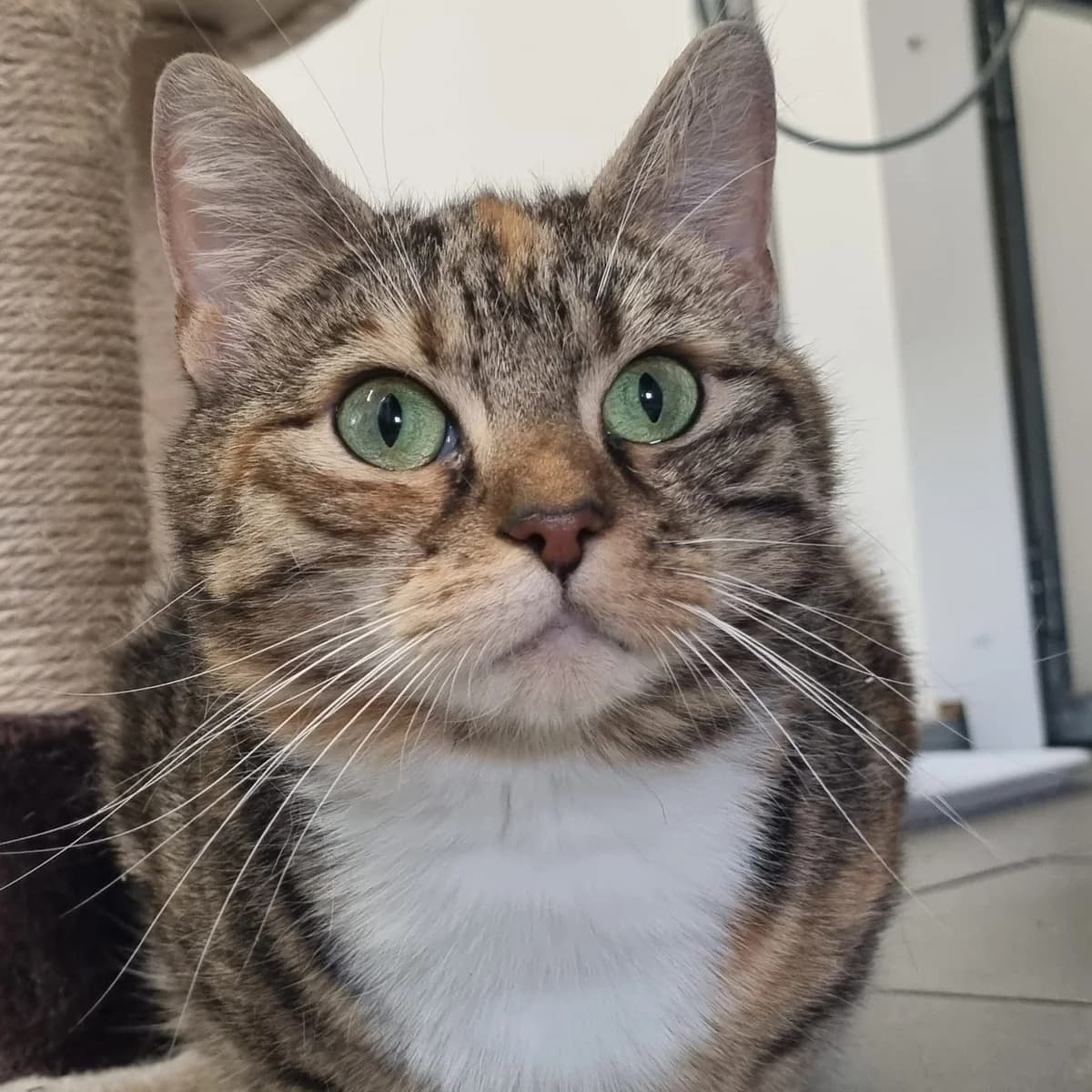 Ella- 5 Year Old Female, Mixed Breed Cat (Rain Rescue)