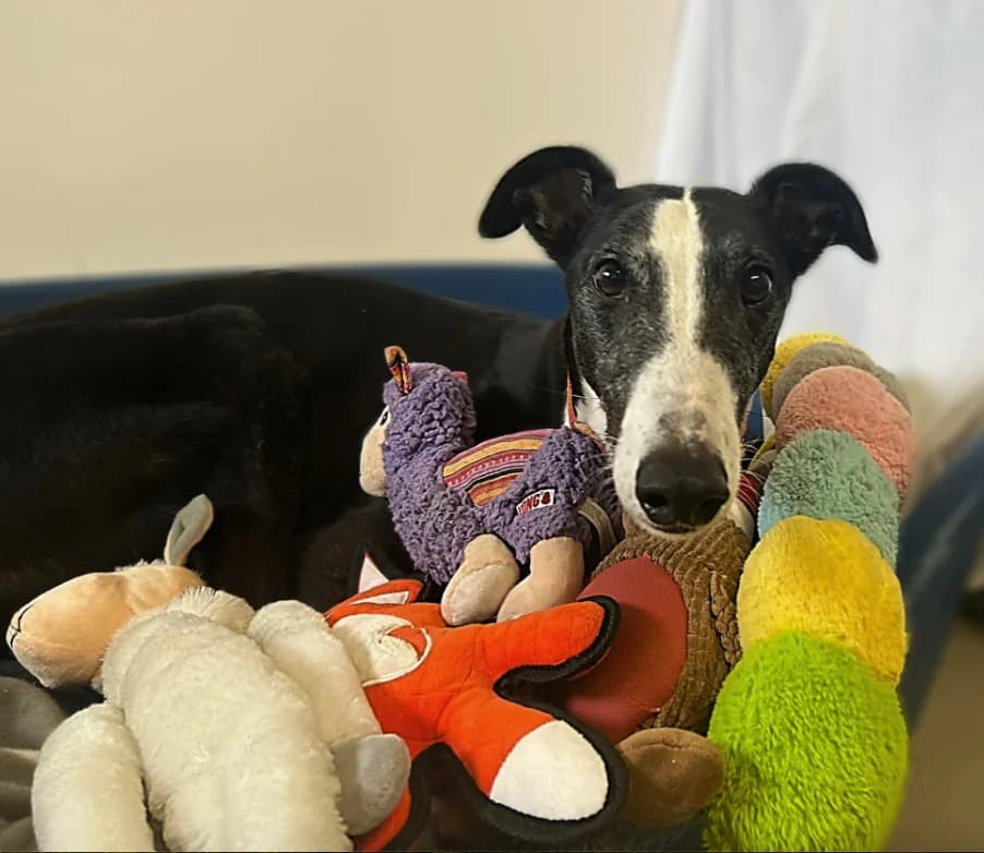 Gilbert – 7 Year Old Male, Greyhound (Rain Rescue)