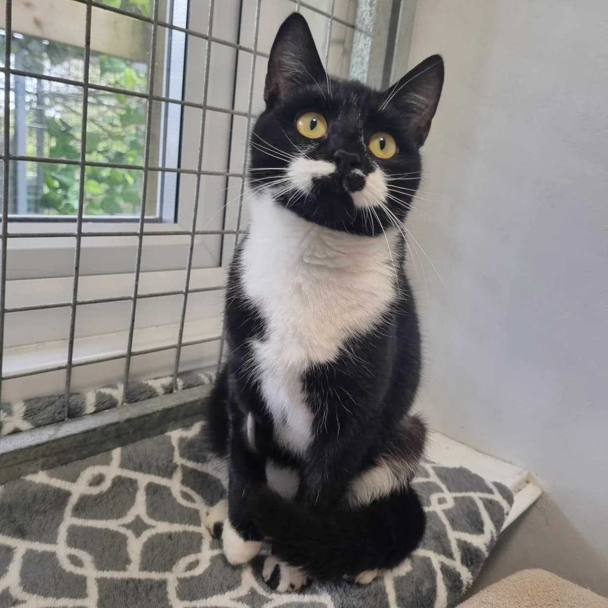 Apple- 10 Month Old Female, Mixed Breed Cat (Rain Rescue)
