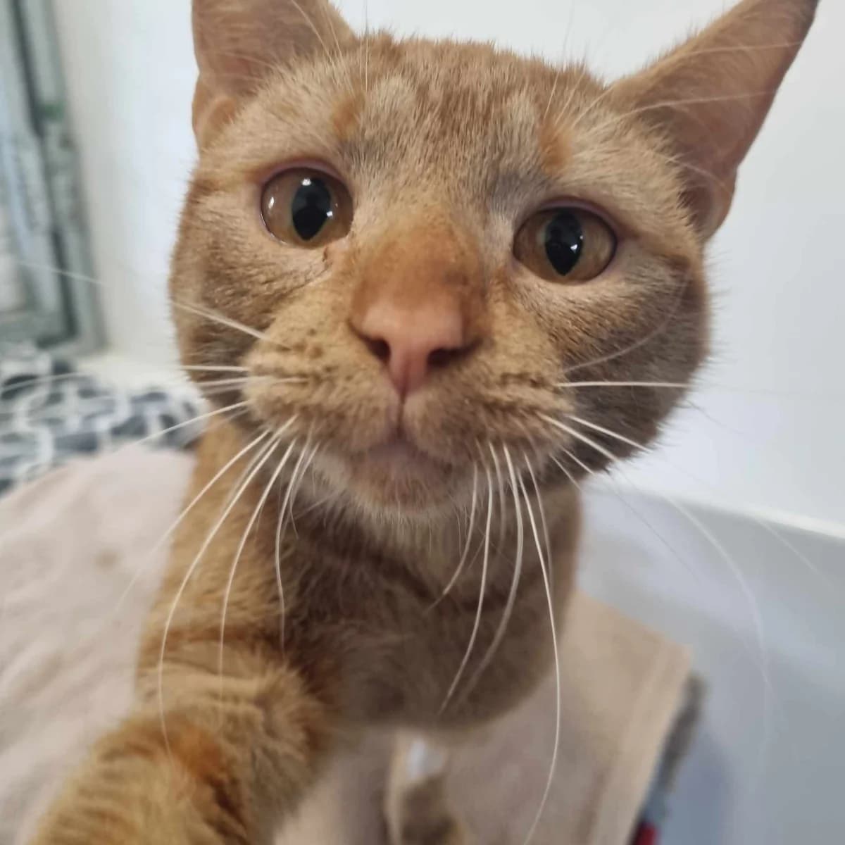 Apricot- 10 Month Old Female, female Mixed Breed Cat for adoption at Rain Rescue