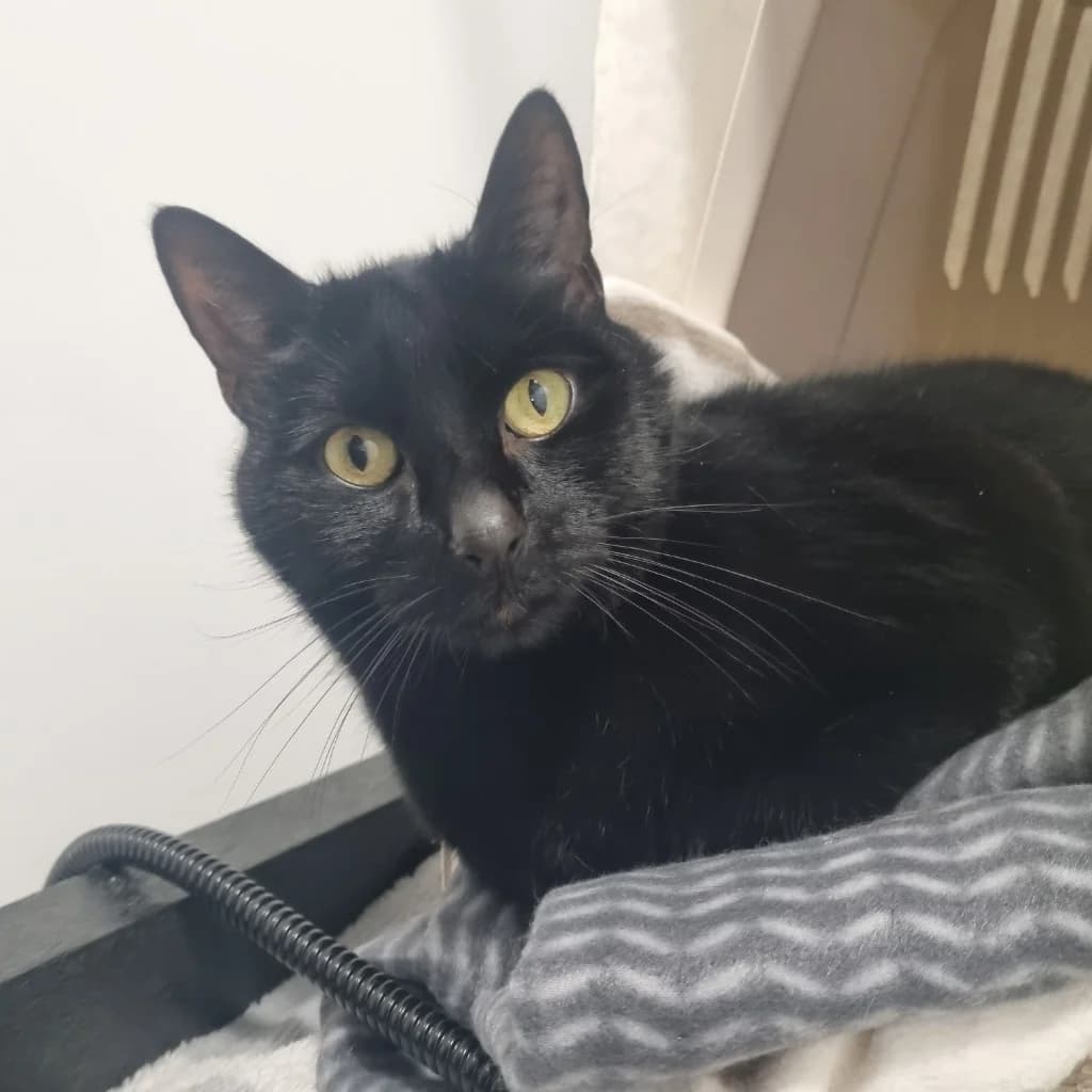 Kevin- 7 Year Old Male, male Mixed Breed Cat for adoption at Rain Rescue
