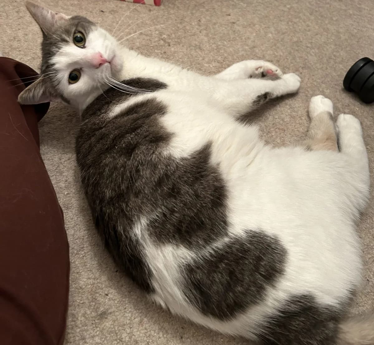 Milo-2 Year Old Male, Mixed Breed Cat (Rain Rescue)