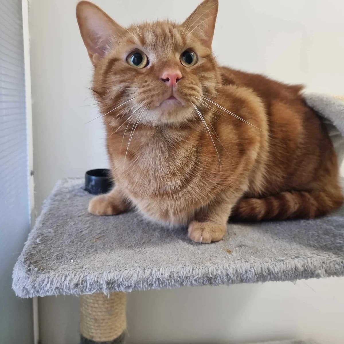 George- 2 Year Old Male, Mixed Breed Cat (Rain Rescue)