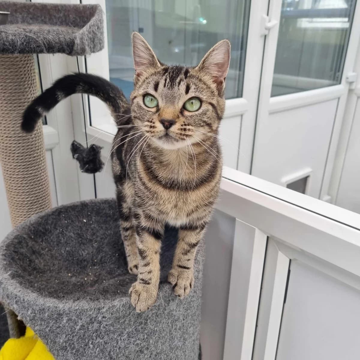 Cleo- 11 Month Old Female, Mixed Breed Cat (Rain Rescue)