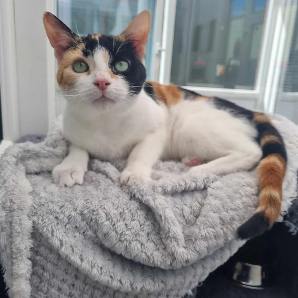 Smudge-11 Month Old Female, Mixed Breed Cat (Rain Rescue)