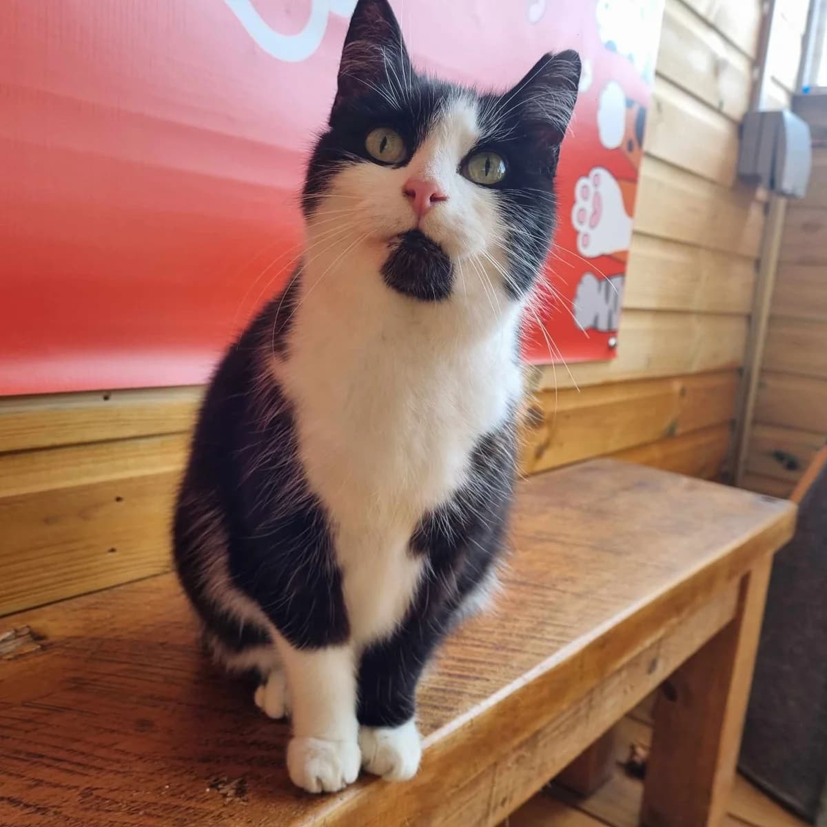 Tilly- 12 Year Old Female, Mixed Breed Cat (Rain Rescue)