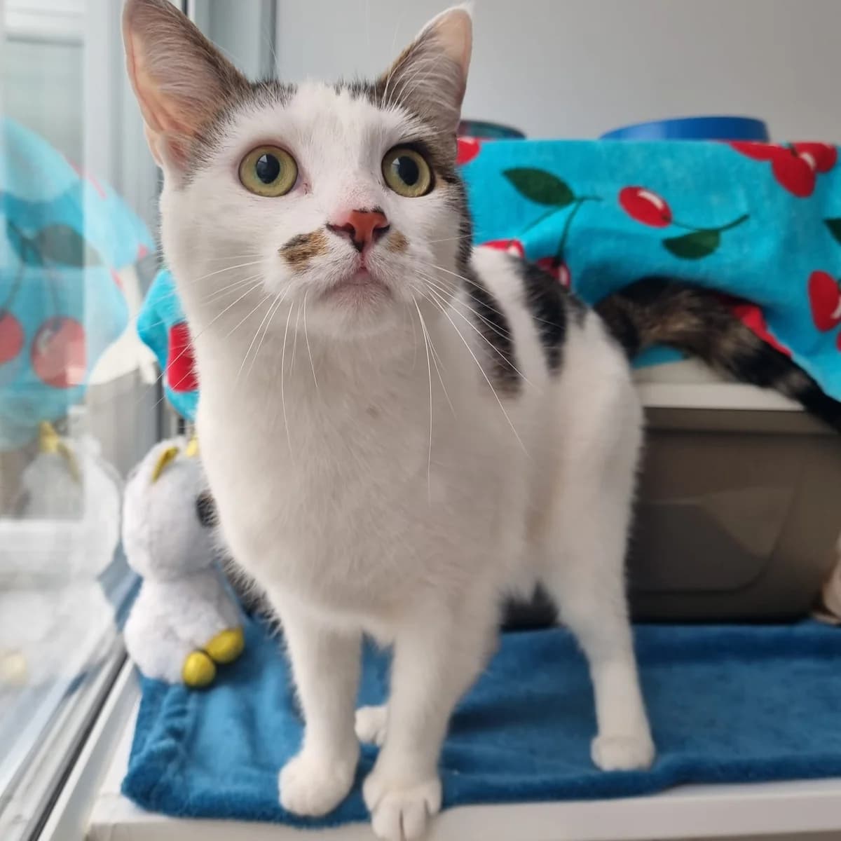 Mimi- 2 Year Old Female, Mixed Breed Cat (Rain Rescue)