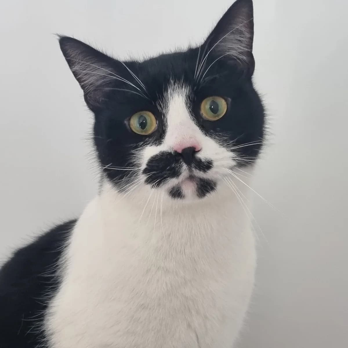 Eddie- 2 Year Old Male, Mixed Breed Cat (Rain Rescue)