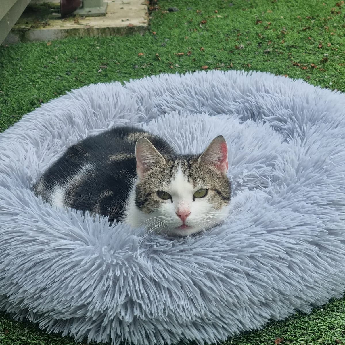 Buttercup – 5 Year Old Female, Mixed Breed Cat (Rain Rescue)