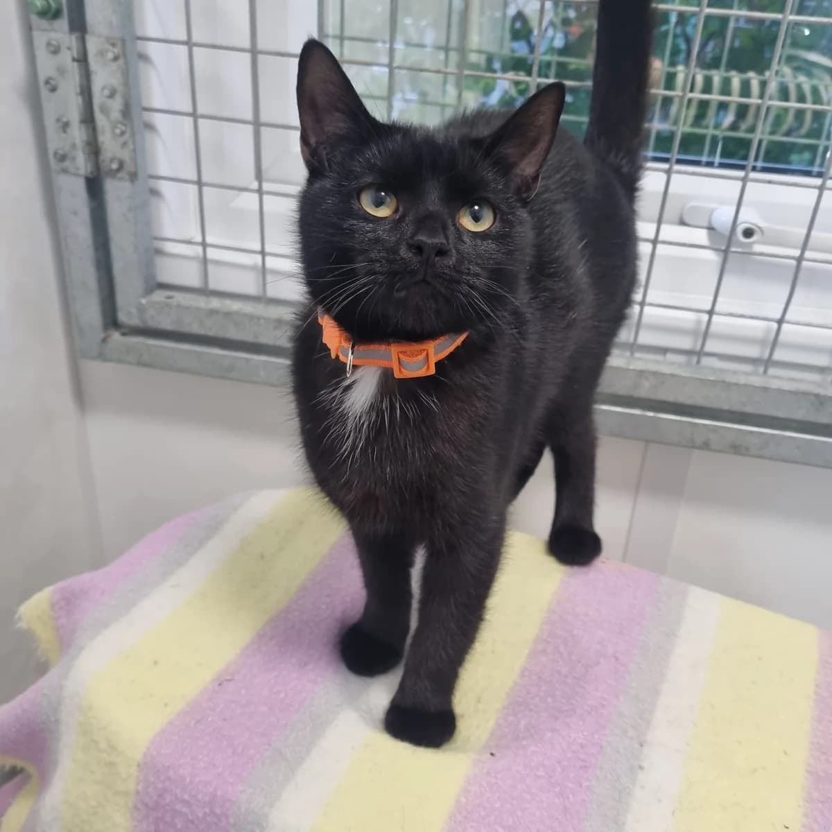 Todd – 7 Month Old Male, Mixed Breed Cat (Rain Rescue)
